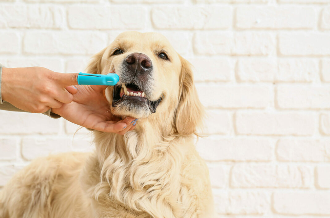 5 λόγοι για τη φροντίδα των δοντιών ενός σκύλου