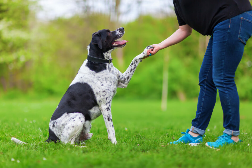 Αυτές είναι οι 4 βασικές εντολές που πρέπει να μάθετε στον σκύλο σας -Μπορούν να του σώσουν τη ζωή