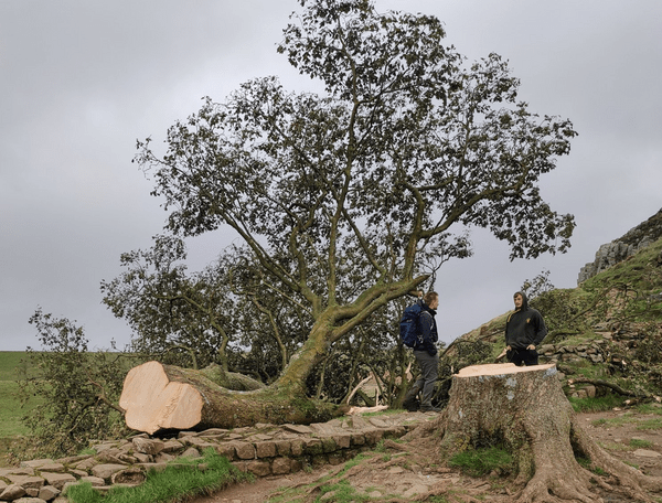 Βρετανία: 16χρονος συνελήφθη για την κοπή του δέντρου του «Ρομπέν των Δασών»