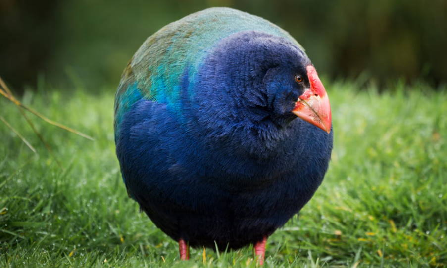 Η επιστροφή του Takahē: Ένα προϊστορικό πτηνό επιστρέφει στην άγρια φύση της Νέας Ζηλανδίας
