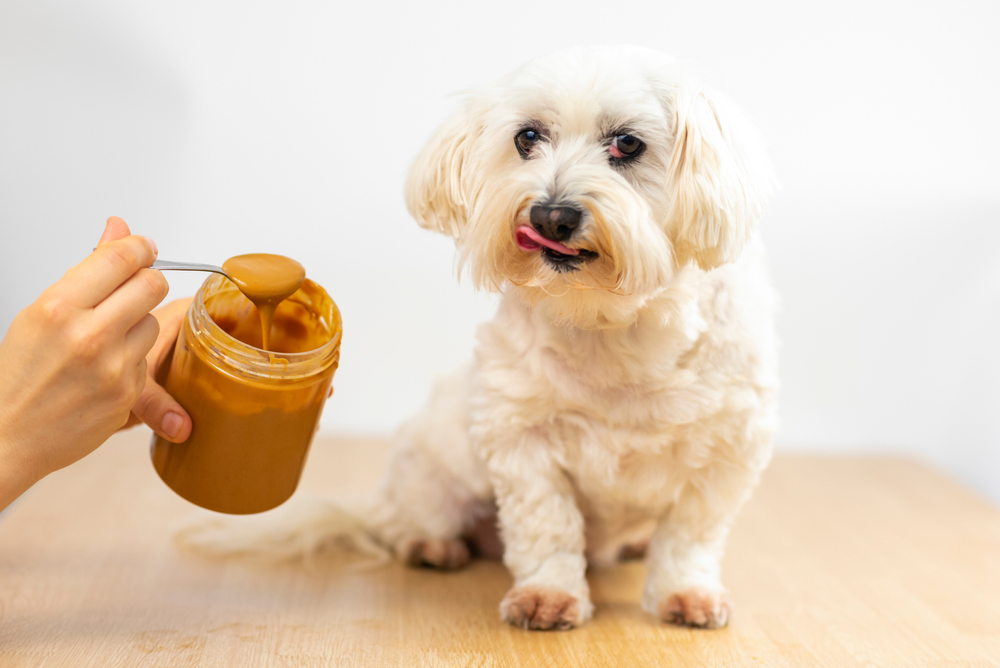 Η γλυκιά λιχουδιά που επιτρέπεται να τρώει περιστασιακά ο σκύλος σας
