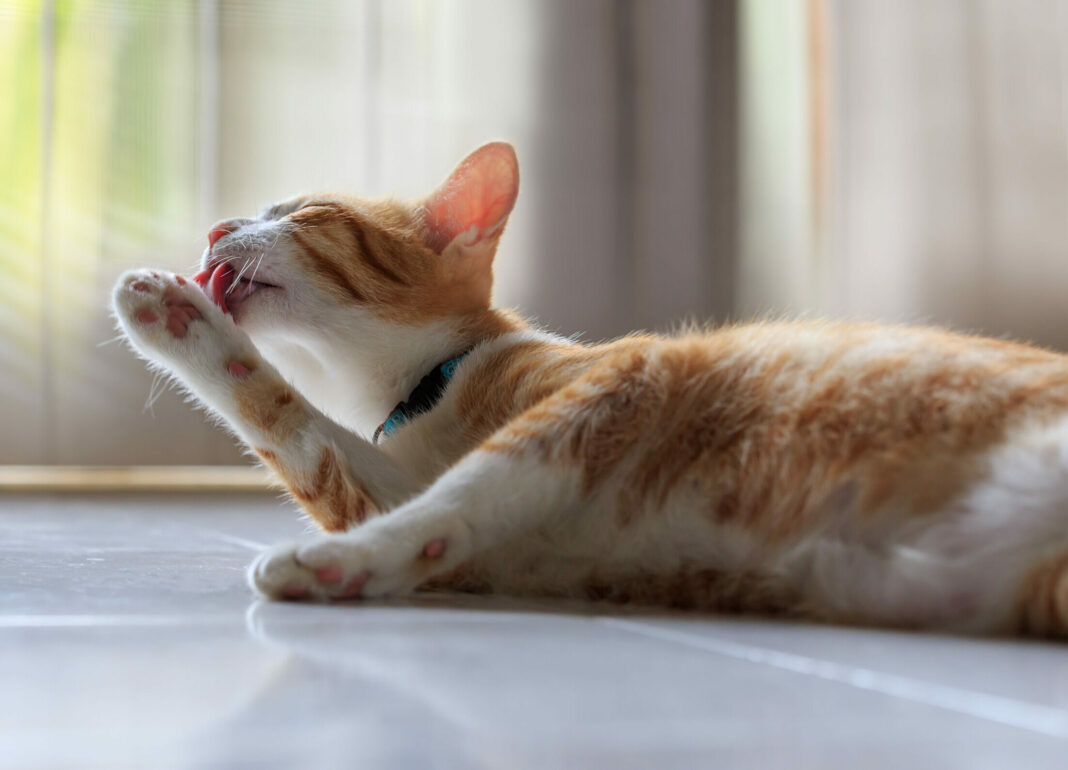 Μισή αρχοντιά: Γιατί οι γάτες καθαρίζονται με τη γλώσσα τους τόσο συχνά