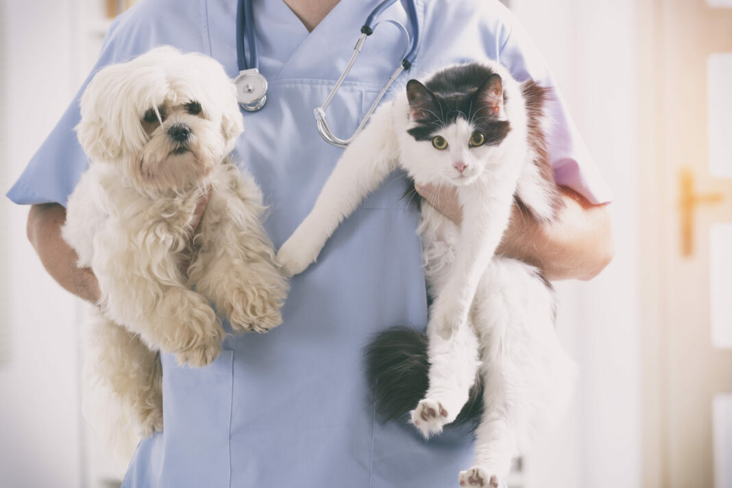Νέα λόγια: Πράξεις που ενοχλούν τον κτηνίατρο σας 
