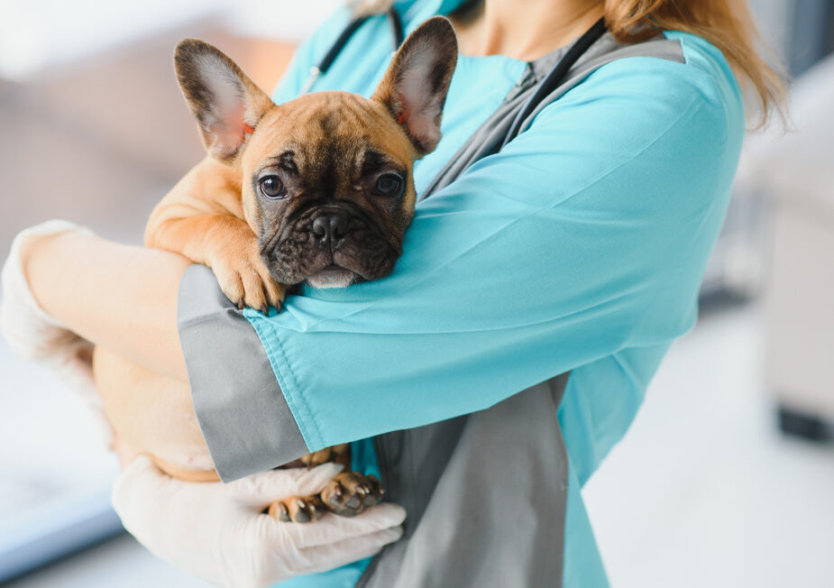 Ο σκύλος σας φοβάται τον κτηνίατρο; Πώς να το διαχειριστείτε