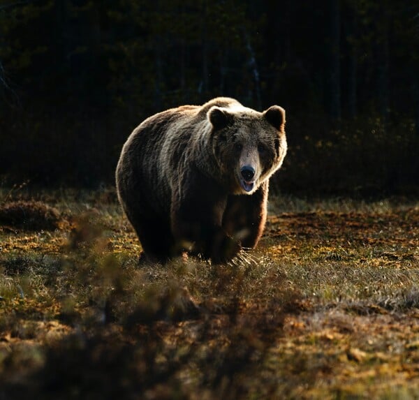 Οι καφέ αρκούδες κινδυνεύουν λόγω έλλειψης σολομού
