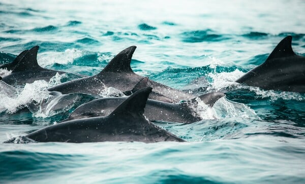 Πάνω από 100 δελφίνια βρέθηκαν νεκρά στον Αμαζόνιο