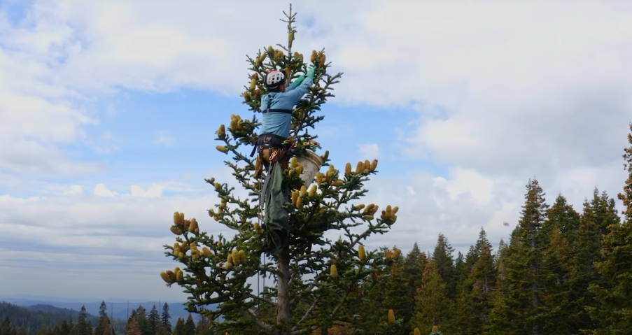Πώς η μάχη για αναδάσωση αναδεικνύει την ελπίδα στα δάση της Καλιφόρνιας (βίντεο)
