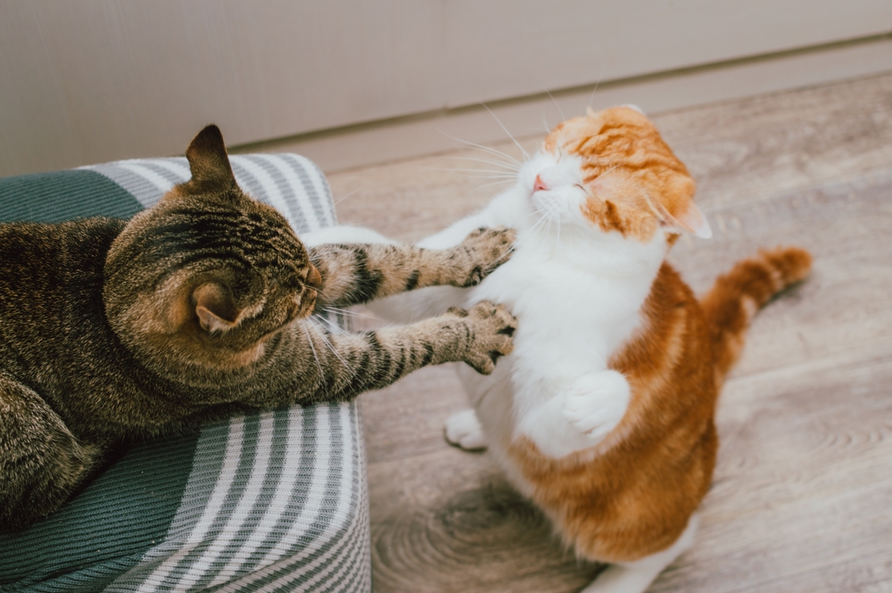 Πώς να αναγνωρίσετε την αλληλεπίδραση μεταξύ των γατών σας: Σημάδια παιχνιδιού ή αγώνα
