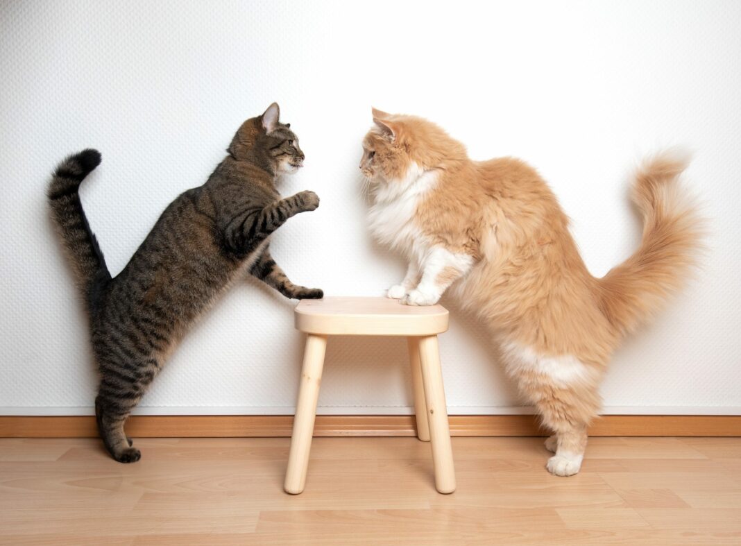 Πώς να κάνετε τις γάτες σας να συμπαθήσουν η μία την άλλη