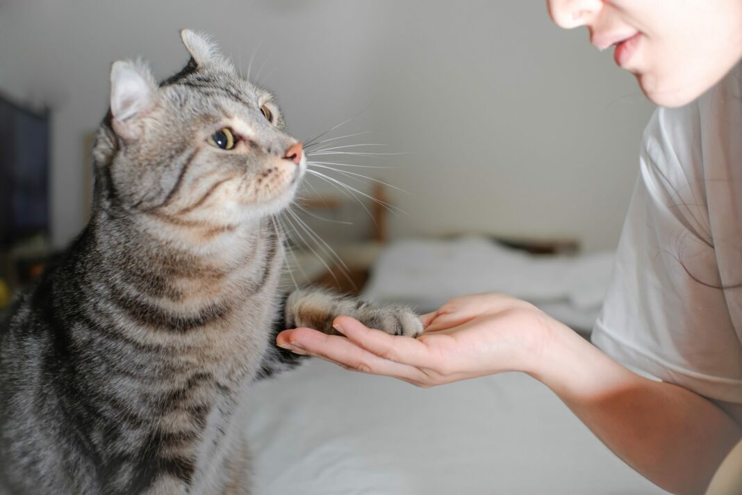 Τα 6 λάθη που κάνουν όσοι έχουν γάτες σύμφωνα με τους κτηνιάτρους
