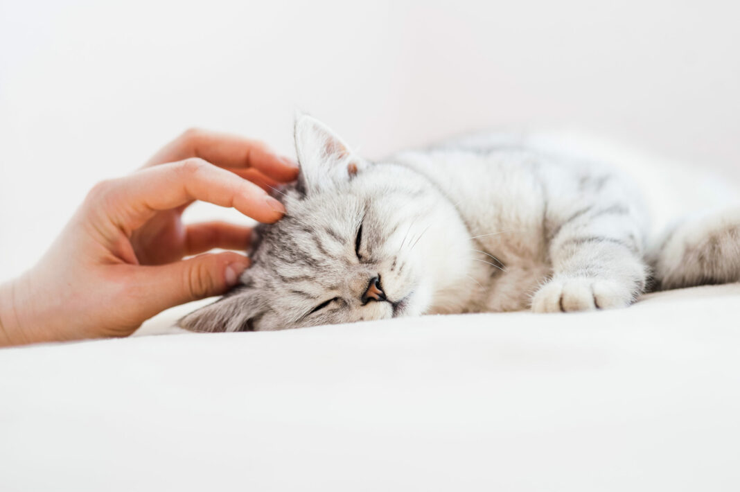 Το θεραπευτικό γουργουρητό της γάτας - Τα εντυπωσιακά οφέλη στην υγεία του ανθρώπου