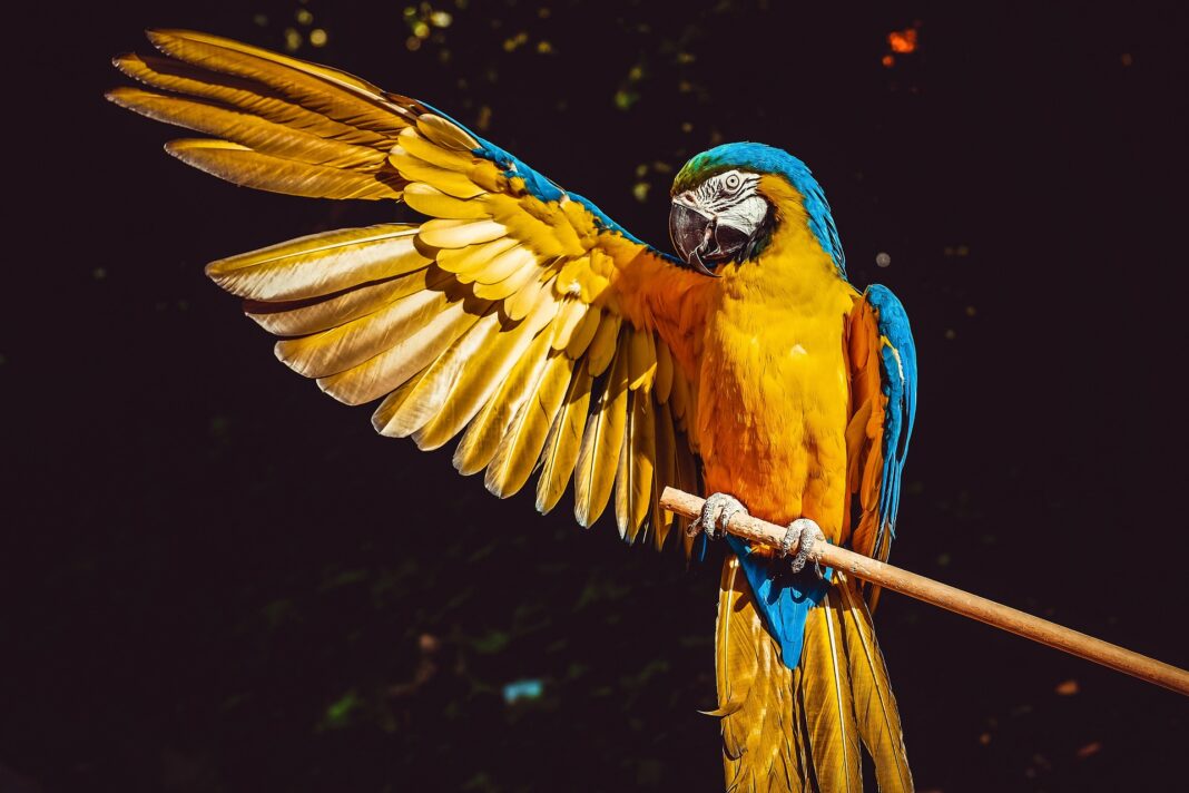 Η απρόσμενη νέα επιστημονική ανακάλυψη: Τα πτηνά δεν είναι 