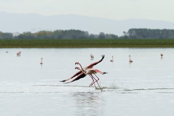 Η αρμονία των πτηνών στη λίμνη Κερκίνη: Ένα θέαμα υπό τον φωτογραφικό φακό
