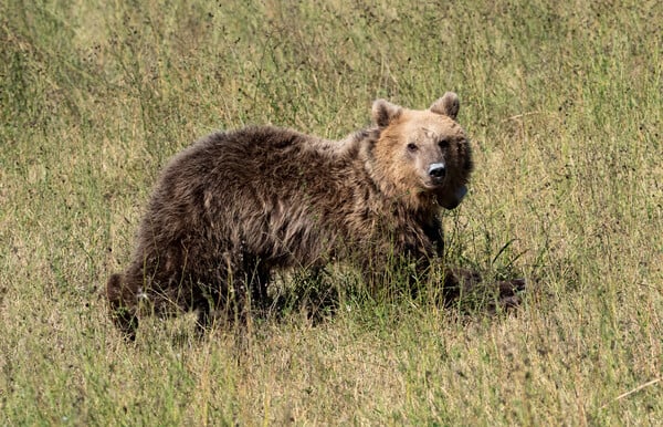 Η Γλύκα, μια αρκούδα που επιστρέφει στην άγρια φύση μετά από τραυματισμό σε τροχαίο
