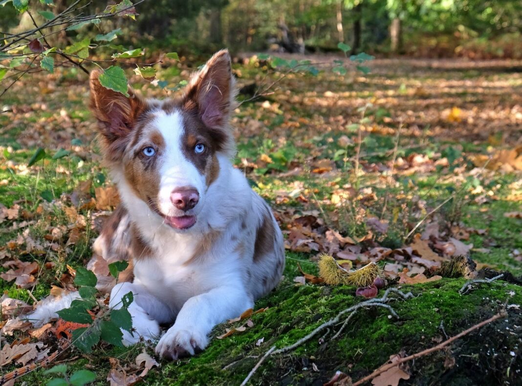 Το μαγικό μυστικό πίσω από τα μπλε μάτια των σκύλων: Όλα όσα πρέπει να ξέρετε