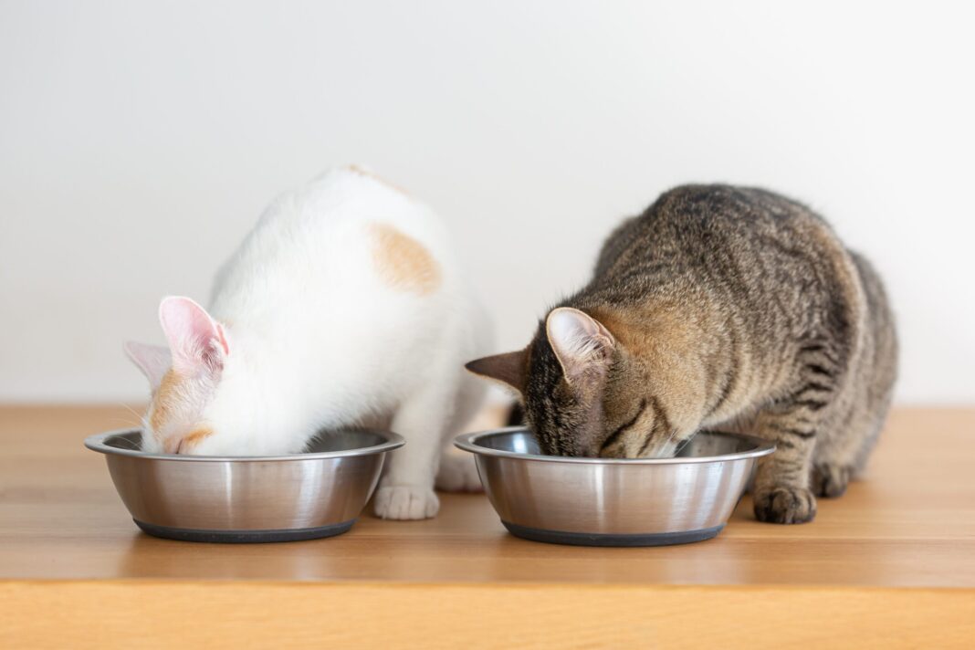 Η καλύτερη διατροφή για γάτες με πρόβλημα στο ουροποιητικό: Ξηρή τροφή ή κονσέρβα; 
