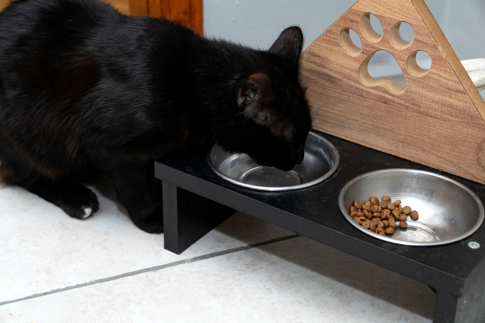 Η καλύτερη διατροφή για γάτες με πρόβλημα στο ουροποιητικό: Ξηρή τροφή ή κονσέρβα; 
