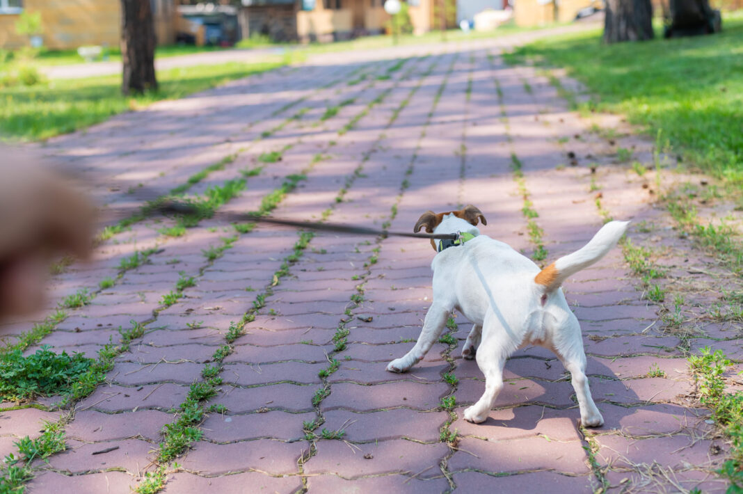 Επαγγελματίας εκπαιδευτής δίνει λύσεις για το τράβηγμα του σκύλου σας στη βόλτα