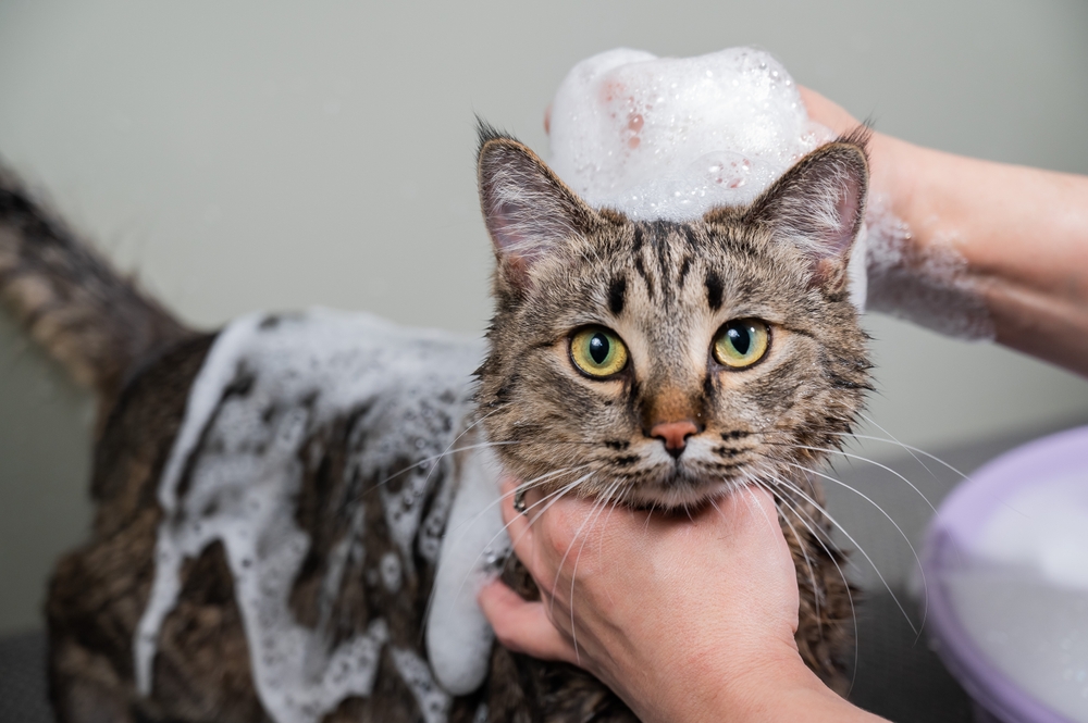Γάτες και μπάνιο: Όταν, πώς και γιατί - Πρακτικός οδηγός για γατογονείς
