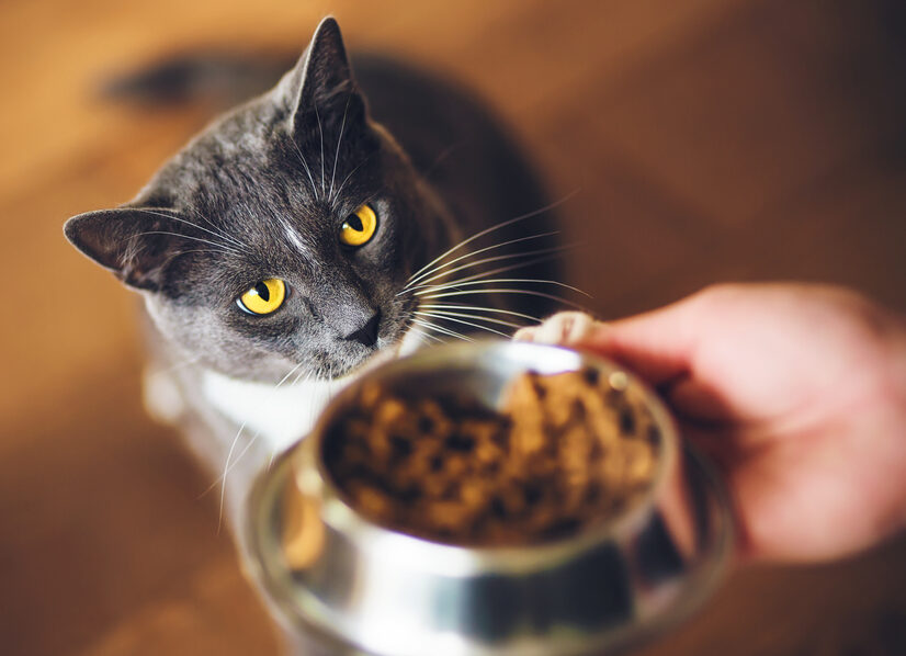 Πώς μπορούμε να κάνουμε τη γάτα μας να λατρέψει την τροφή της;
