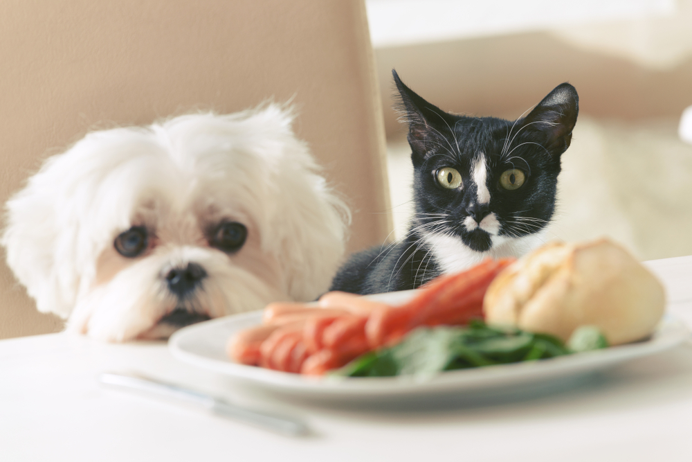 Πώς μπορούμε να κάνουμε τη γάτα μας να λατρέψει την τροφή της;
