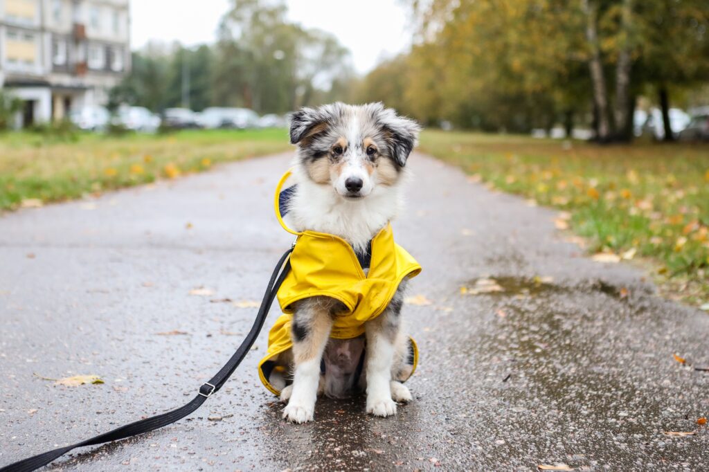 Πως να πείσετε τον σκύλο σας να βγει βόλτα όταν βρέχει: 10 συμβουλές
