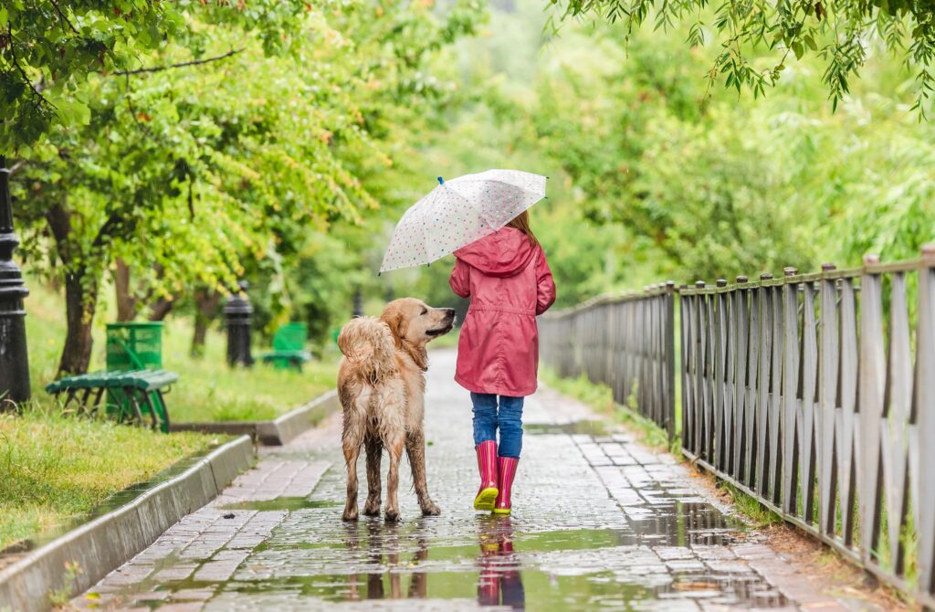 Πως να πείσετε τον σκύλο σας να βγει βόλτα όταν βρέχει: 10 συμβουλές
