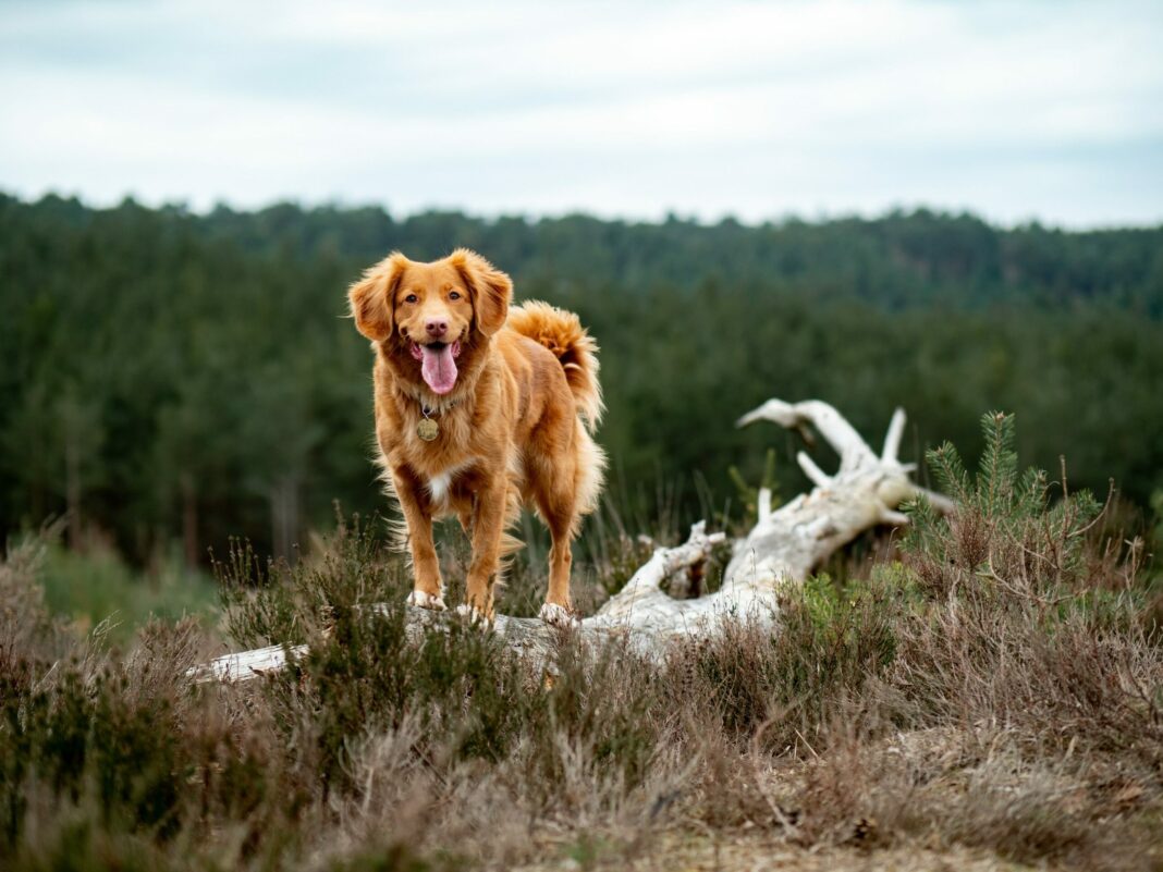 Σκύλοι και το τίναγμα των πίσω ποδιών: Μια συμπεριφορά με πολλή σημασία
