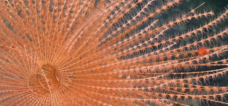 Έκπληξη! Καταγράφηκε ένας κόσμος κάτω από τα νερά της Χιλής - Περισσότερα από 100 νέα είδη αποκαλύπτονται
