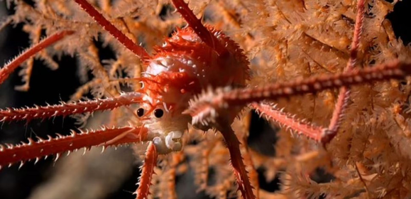 Έκπληξη! Καταγράφηκε ένας κόσμος κάτω από τα νερά της Χιλής - Περισσότερα από 100 νέα είδη αποκαλύπτονται
