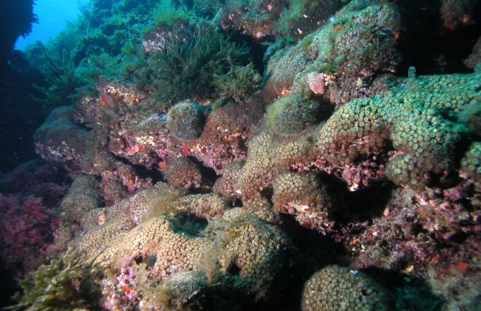 Νέα Ανακάλυψη: Τα κοράλλια της Μεσογείου αποκαλύπτουν την Βιομηχανική Ρύπανση 
