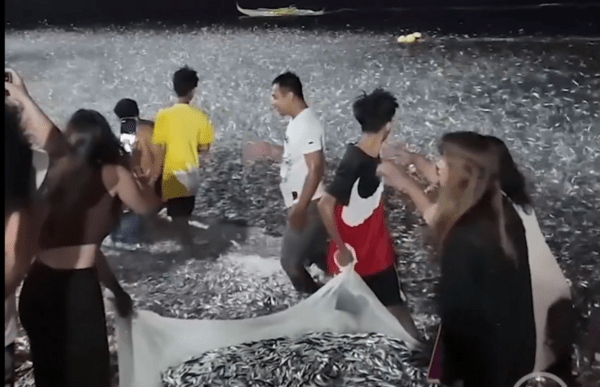 Νέος Οιωνός: Χιλιάδες ψάρια ξεβράστηκαν στις ακτές των Φιλιππίνων πριν από τον σεισμό
