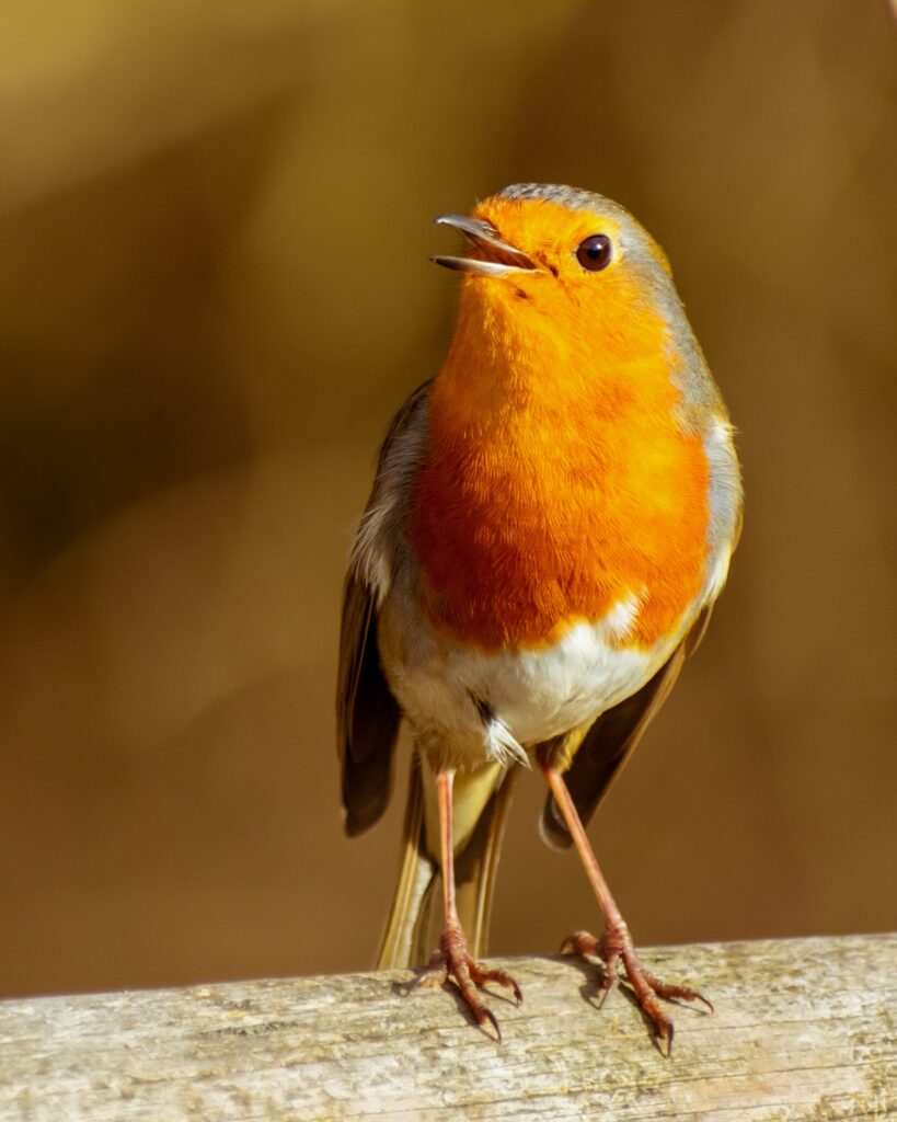Οι Κοκκινολαιμηδες: Το ξεχωριστό πουλί του χειμώνα που αποκτάει έντονο χρώμα όταν νιώθει απειλή
