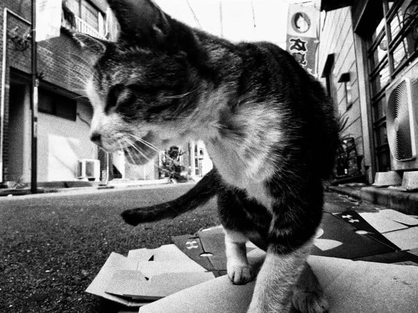 Οι μαγευτικές φωτογραφίες του Daido Moriyama που απεικονίζουν τις αδέσποτες γάτες του Τόκιο
