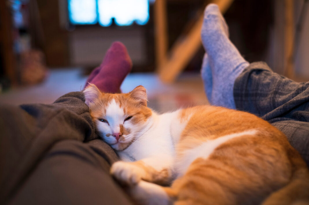 Οι ζεστοί λόγοι γιατί η γάτα σας αγαπά να κοιμάται δίπλα σας
