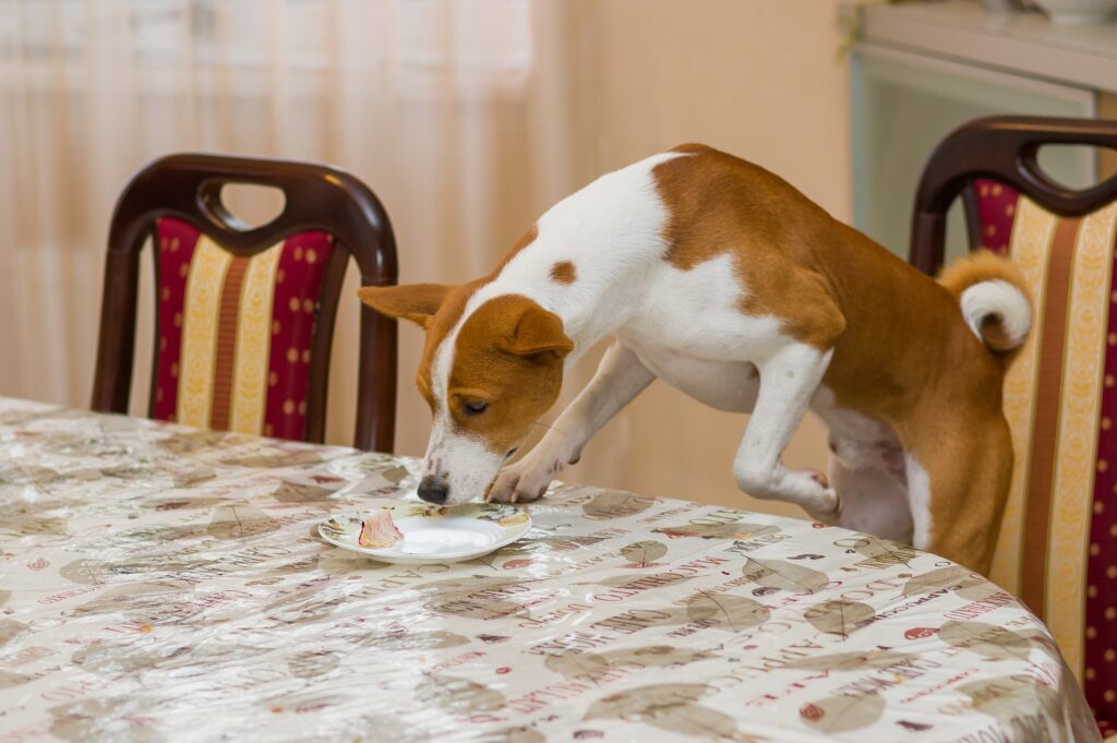 Παρατράβηξαν το δεκάλεπτο τα σκυλιά σας στο γεύμα τους; Να γιατί!
