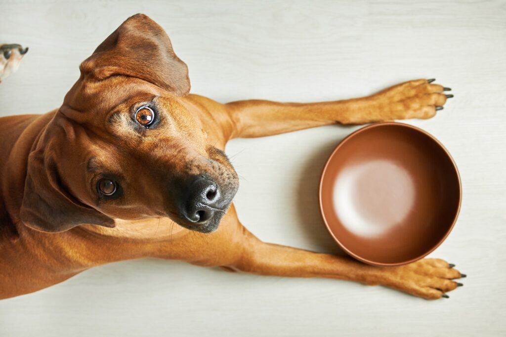 Παρατράβηξαν το δεκάλεπτο τα σκυλιά σας στο γεύμα τους; Να γιατί!
