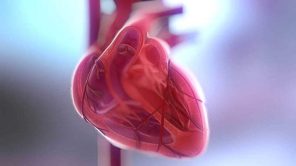 Τα επιβλαβή αποτελέσματα της υπερβολικής κατανάλωσης βιταμίνης Β3 στην καρδιά
