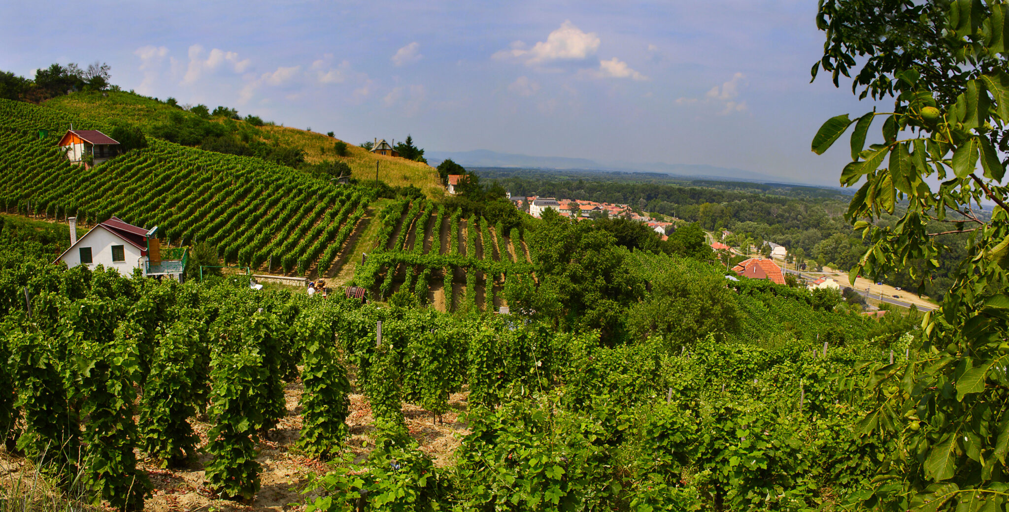 Το μαγικό κρασί της Ουγγαρίας: Ανακαλύπτοντας το Tokaj
