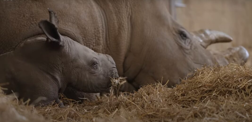 Αγιάζοντας από γλυκούλι σπανίους μεγάλα μωρο-ρινόκερους εν μέσω Αγγλίας
