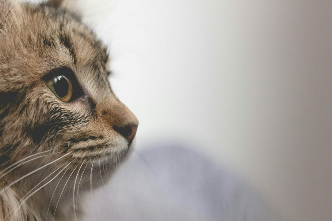 Γάτες: Οδηγός για τα συναισθήματά τους και τους ήχους που βγάζουν
