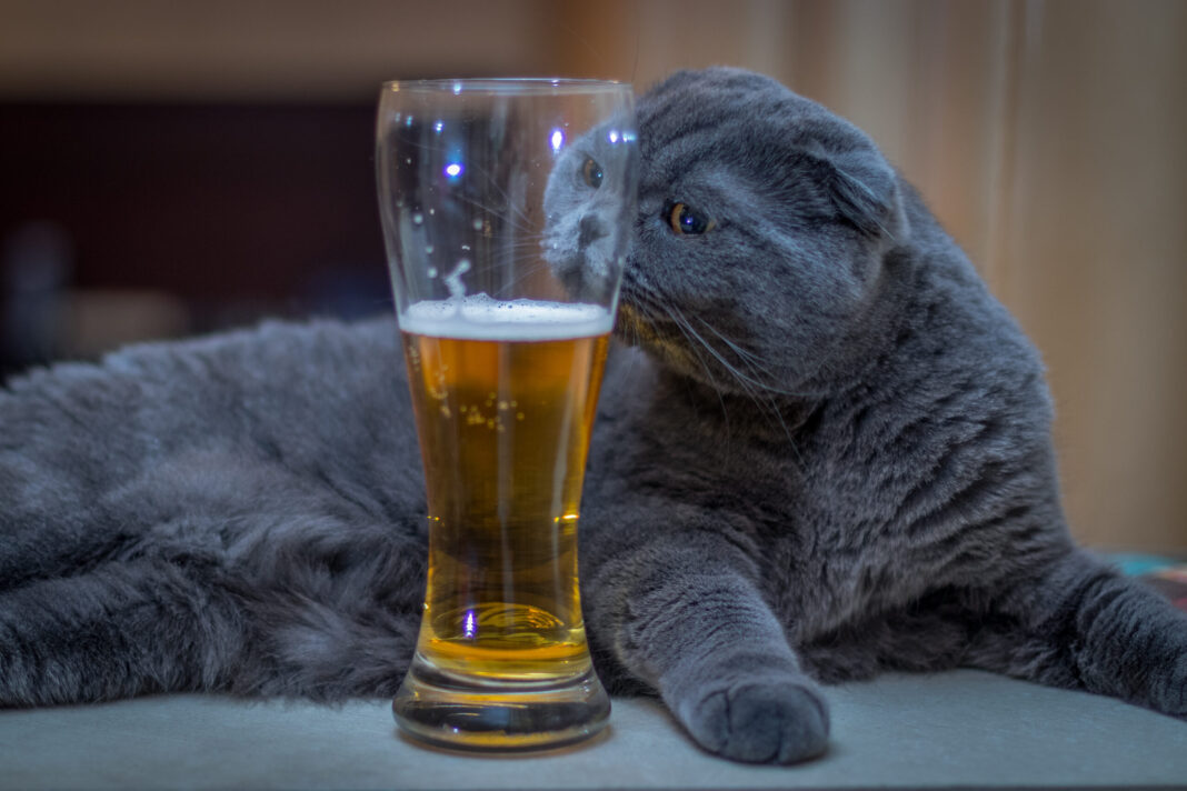Ποια είναι τα αποτελέσματα όταν η γάτα σας πίνει αλκοόλ
