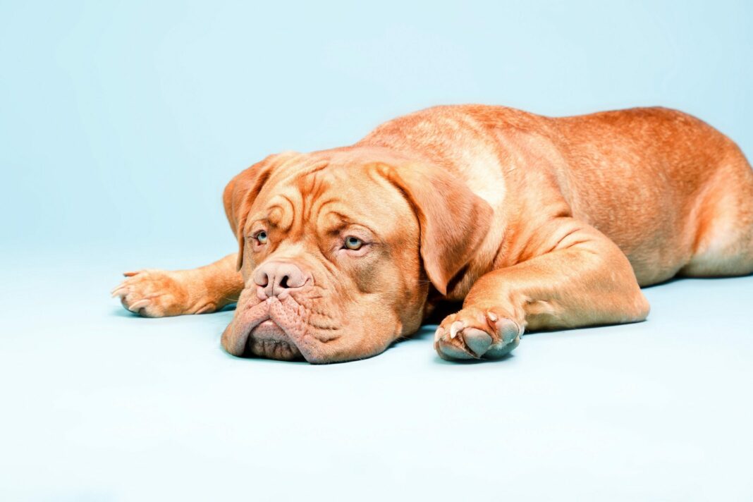 Πόνος στον σκύλο σας: Πως να ανιχνεύσετε τα σημάδια και να τον βοηθήσετε
