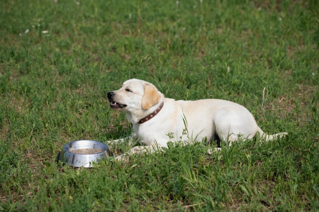 Πώς να αντιμετωπίσετε την επιθετικότητα του σκύλου όταν προσεγγίζετε το φαγητό του
