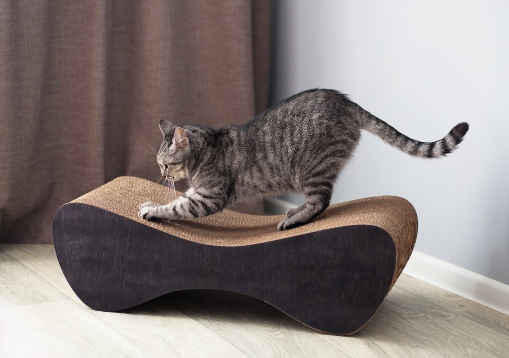 Πώς να αποτρέψετε τη γάτα σας από το να ξυλίζει τον καναπέ σας
