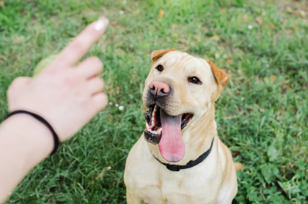 Πώς να εκπαιδεύσετε τον σκύλο σας να ζητάει ευγενικά αυτό που θέλει
