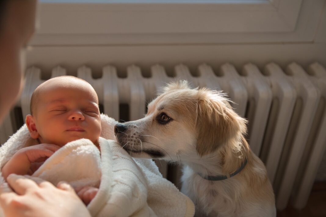 Πώς να εξομαλύνετε την εισαγωγή του νέου μωρού στο σκυλί σας
