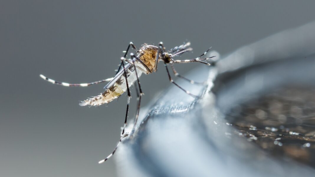 Πρωτοβουλία από το Υπουργείο Υγείας για την αντιμετώπιση των κουνουπιών – Προβληματικά είδη και περιοχές αναπαραγωγής
