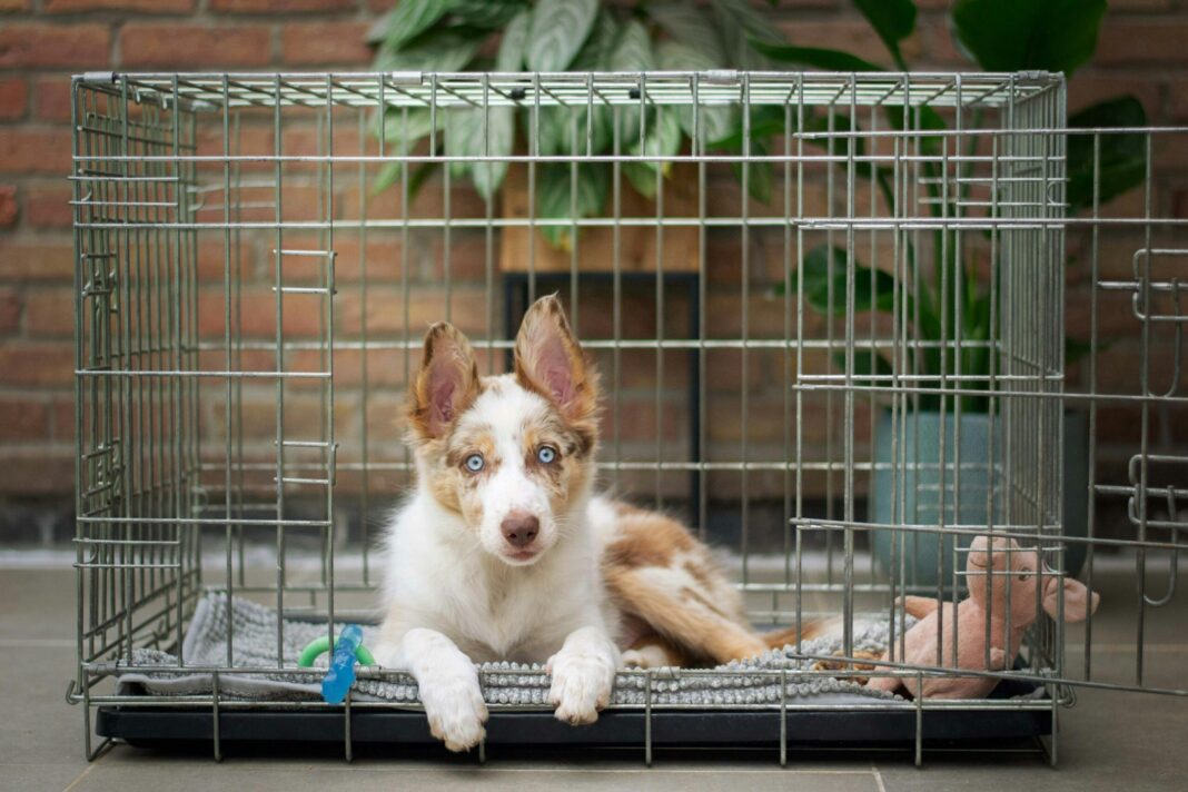 Τα οφέλη του crate για τον σκύλο σας: Ένα απαραίτητο αξεσουάρ
