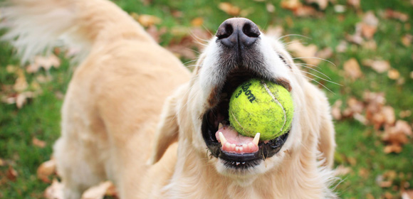 4 παιχνίδια για σκύλους που θα λατρέψουν οι τετράποδοι φίλοι μας
